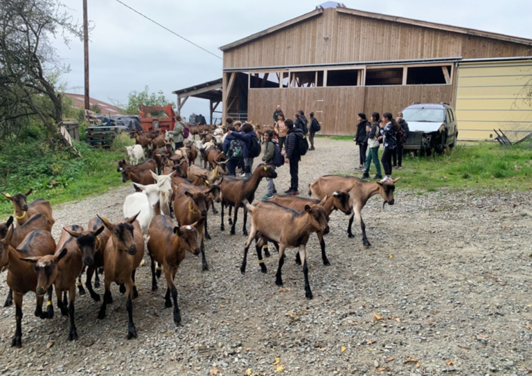 Visite de la ferme pédagogique - Collège Montchat - Temps forts - Lyon (2)